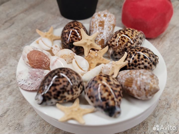 Морские ракушки раковины большие пакетом