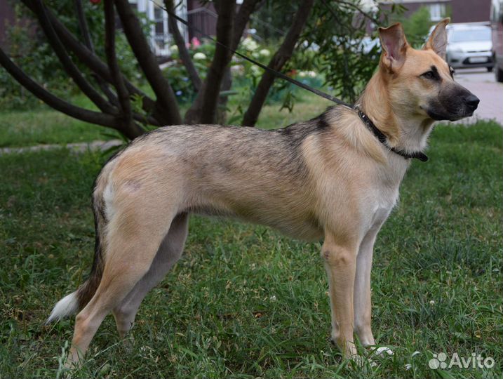 Собака в добрые руки