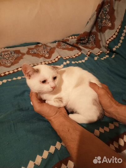 Кошка в дар