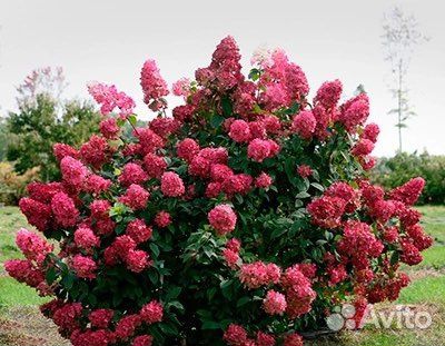 Гортензия метельчатая и древовидная черенки