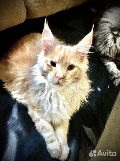 Котенок мейнкун чистокровный