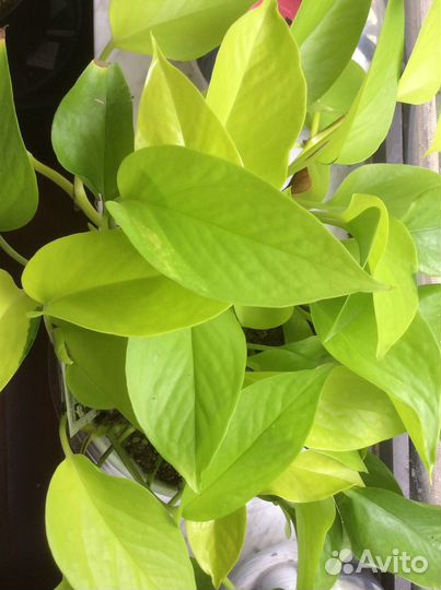 Комнатные растения