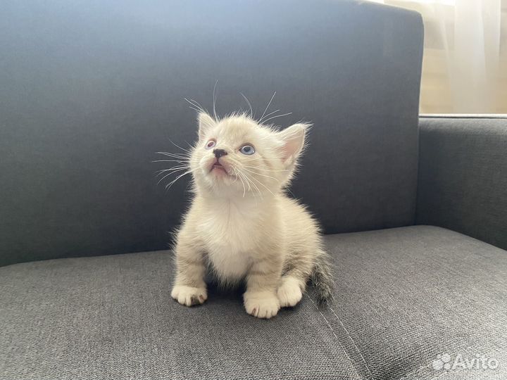 Котята Манчкин