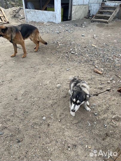 Малышка Луна жертва предательства