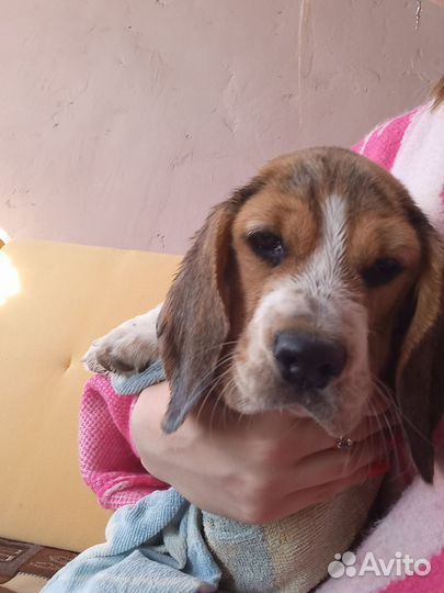 Щенки бигль девочка