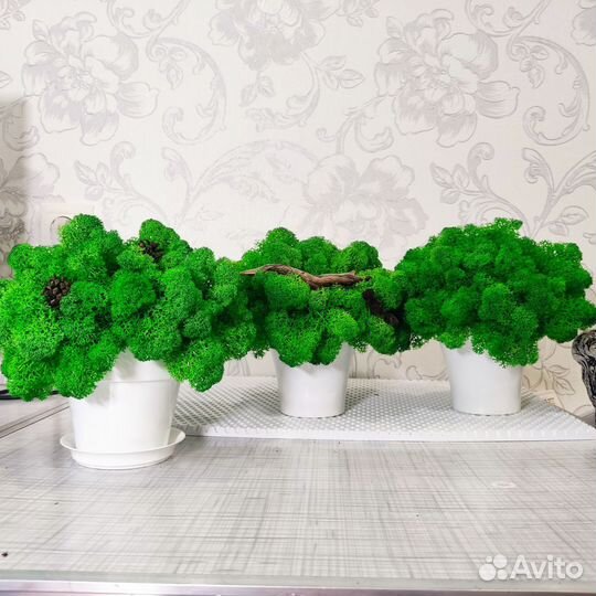 Стабилизированный мох картина