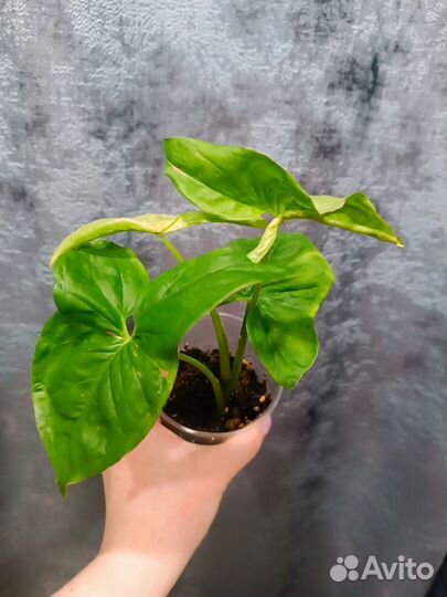 Комнатные растения цветы