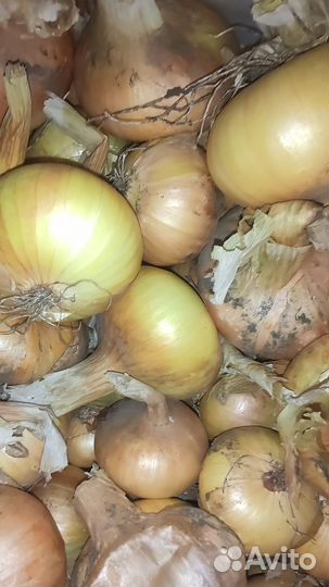 Чеснок, лук