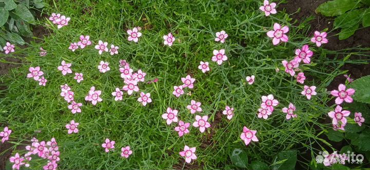 Садовые цветы и растения