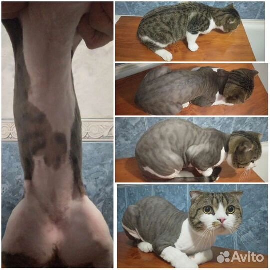 Стрижка кошек, стрижка когтей,гигиена