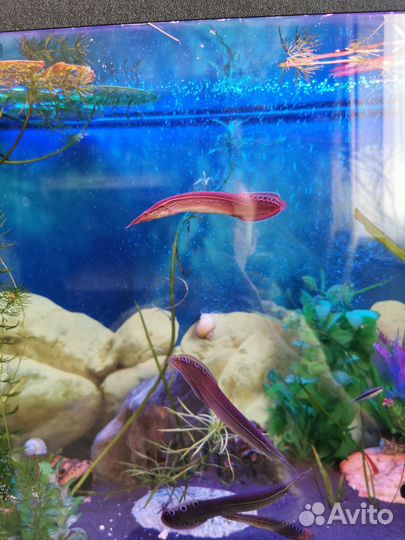 Макрогнатус