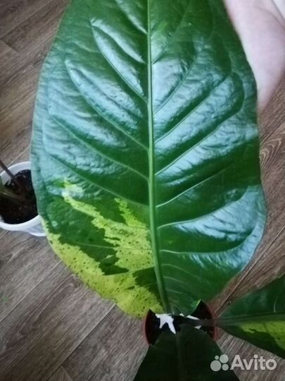 Декоративно-лиственные антуриумы