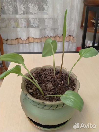 Цветок в керамическом горшке