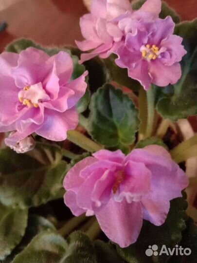 Дримиопсис, фиалки, эуфорбия, алое Вера