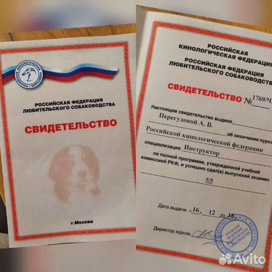 Дрессировка собак, кинолог