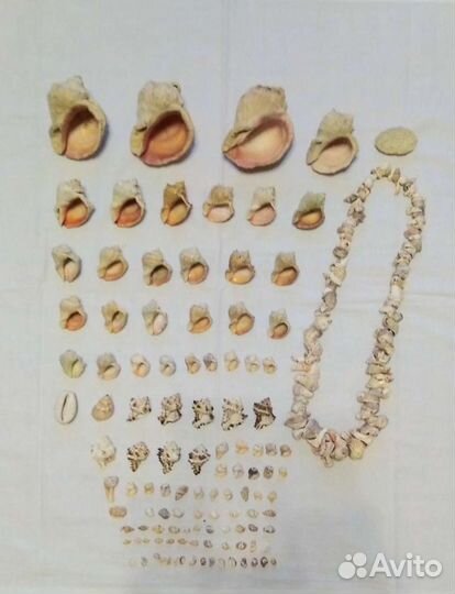 Морские ракушки