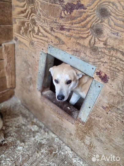 Собака в добрые руки