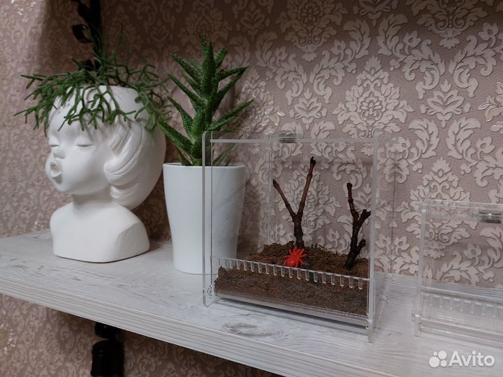 Террариум акриловый, паучатник