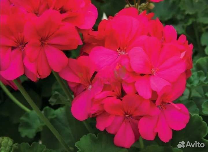 Пеларгония герань