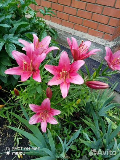 Лилия (луковицы)