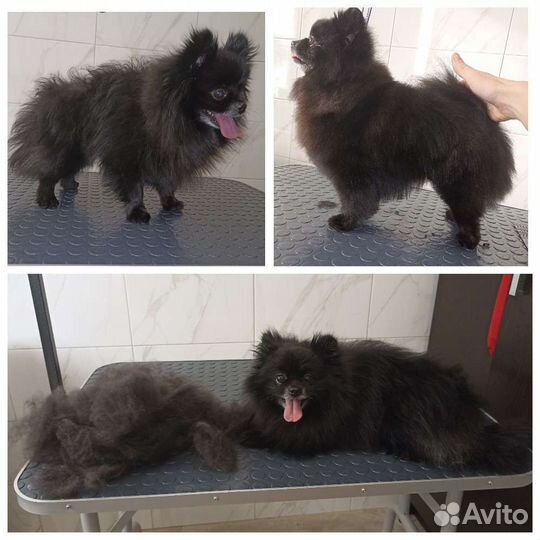 Стрижка собаки и кошки. Чистка зубов ультразвуком