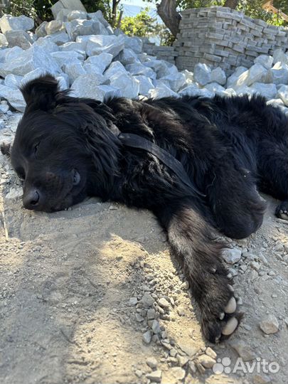 Отдам собаку в добрые руки