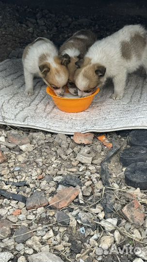 Щенки собаки в добрые руки даром