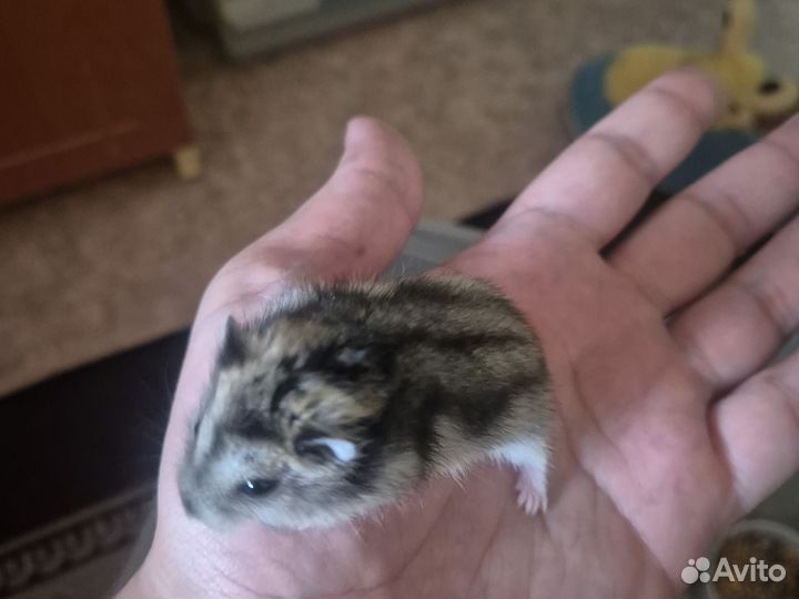 Джунгарский хомяк бесплатно