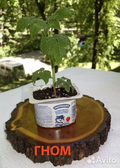 Рассада томатов и перца для балкона