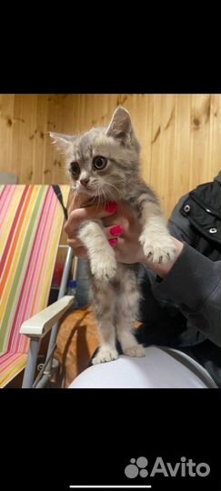 Отдам котенка в добрые руки