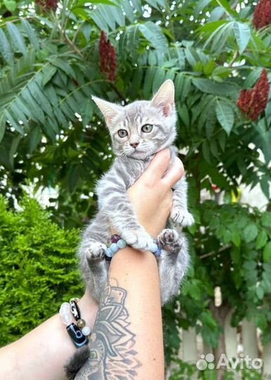 Бенгальские котята редкого окраса