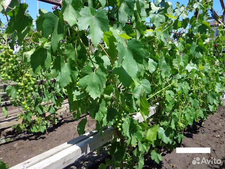 Виноград саженцы: Лора Ливия Анюта Рошфор
