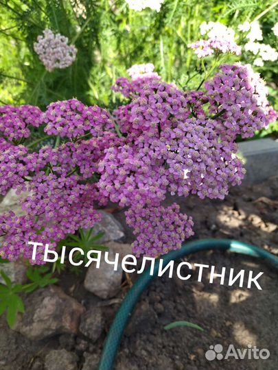 Рассада многолетних цветов