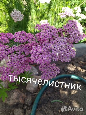 Рассада многолетних цветов купить в Кургане | Товары для дома и дачи ...