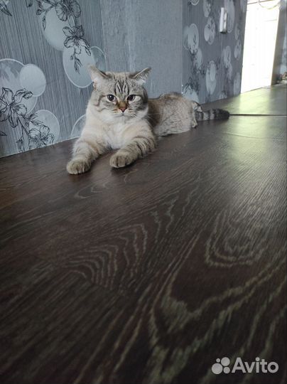 Вязка кошек,британская шиншилла