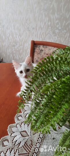 Котенок девочка в добрые руки