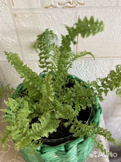 Папоротник нефролепис карликовый