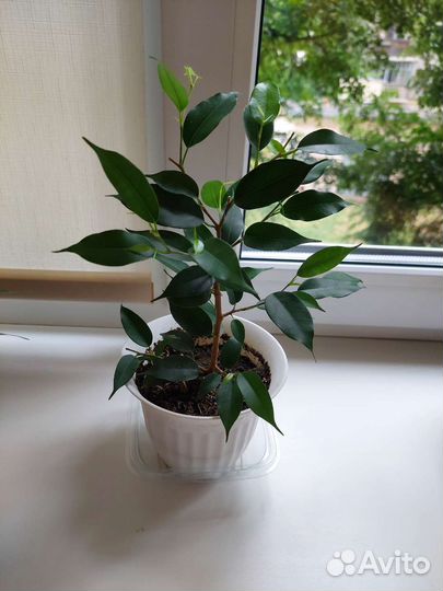 Фикус бенджамина