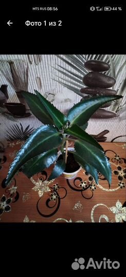 Каланхоэ лечебное