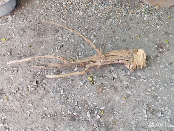 Растения в аквариум живые и коряги