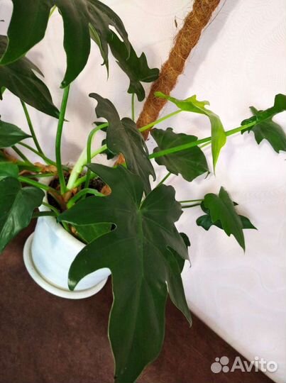 Цветы для дома и офиса