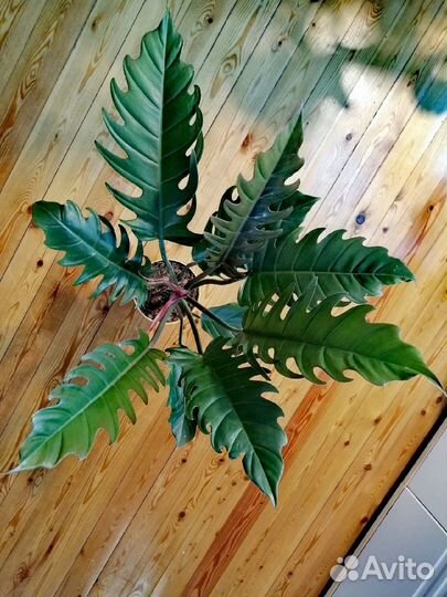 Филодендрон Плуто карамель