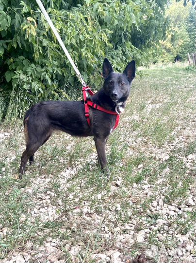 Бесплатно небольшая собака из приюта