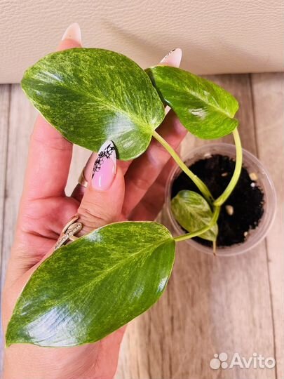Бегония Ginny galaxy,филодендроны,хойя