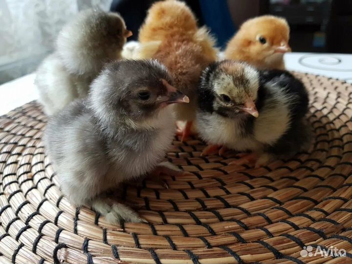 Цыплята Брамы и Павловских кур
