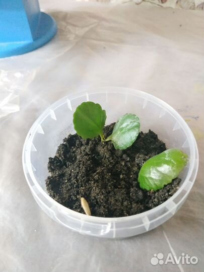 Черенки цветы Каланхоэ