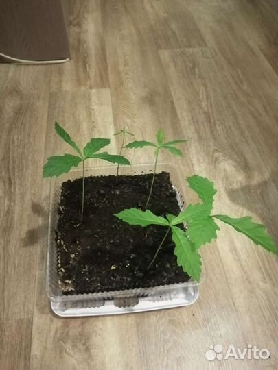 Саженцы дуба. Дуб