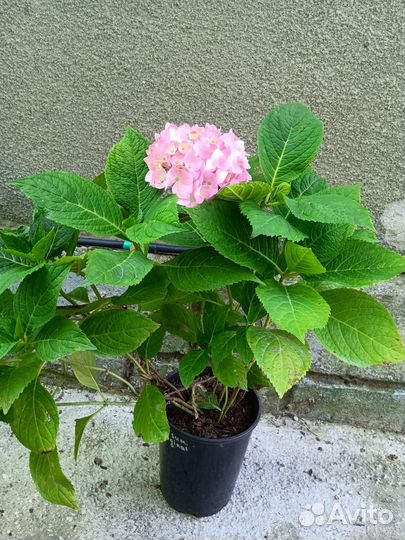Гортензия крупнолистная