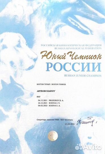 Бостон терьер кобель. Вязка