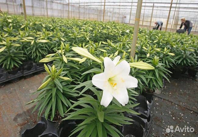 Луковицы лилии оптом